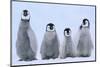 Young Emperor Penguins-DLILLC-Mounted Photographic Print