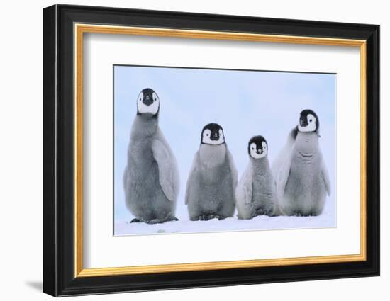 Young Emperor Penguins-DLILLC-Framed Photographic Print