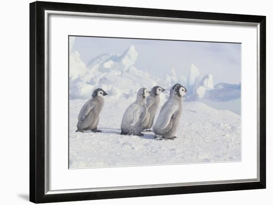 Young Emperor Penguins-DLILLC-Framed Photographic Print