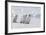 Young Emperor Penguins-DLILLC-Framed Photographic Print