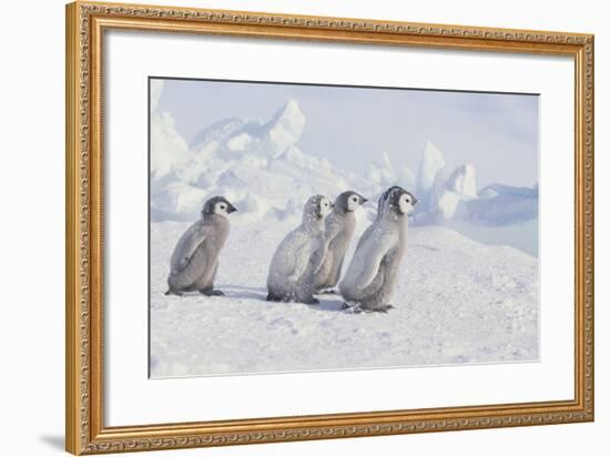 Young Emperor Penguins-DLILLC-Framed Photographic Print