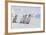 Young Emperor Penguins-DLILLC-Framed Photographic Print