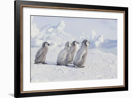 Young Emperor Penguins-DLILLC-Framed Photographic Print