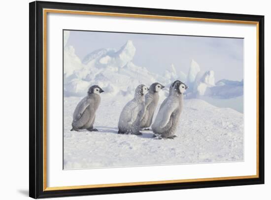 Young Emperor Penguins-DLILLC-Framed Photographic Print