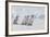 Young Emperor Penguins-DLILLC-Framed Photographic Print