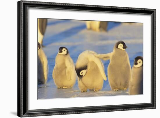 Young Emperor Penguins-DLILLC-Framed Photographic Print