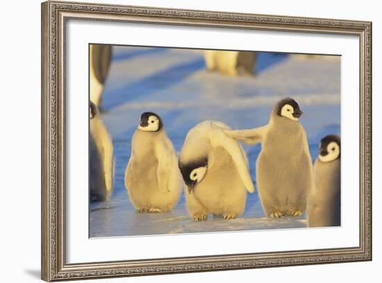 Young Emperor Penguins-DLILLC-Framed Photographic Print