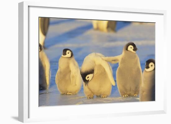 Young Emperor Penguins-DLILLC-Framed Photographic Print