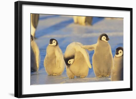 Young Emperor Penguins-DLILLC-Framed Photographic Print