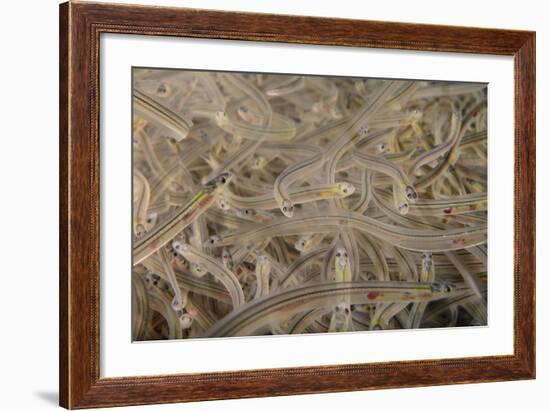 Young European Eel (Anguilla Anguilla) Elvers-Nick Upton-Framed Photographic Print