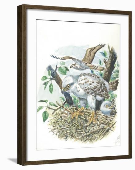 Young European Honey Buzzards Pernis Apivorus in Nest-null-Framed Giclee Print