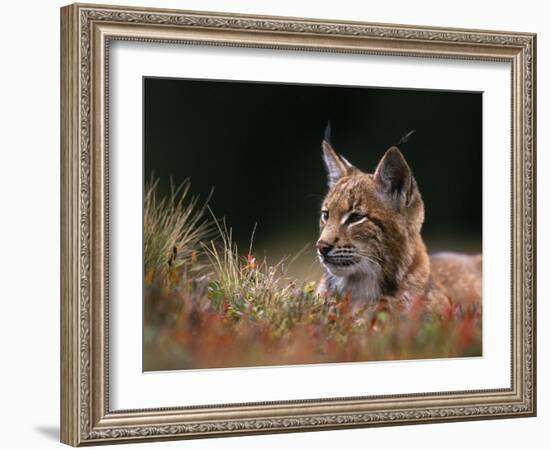 Young European Lynx Waking up Among Bilberry Plants, Sumava National Park, Bohemia, Czech Republic-Niall Benvie-Framed Photographic Print