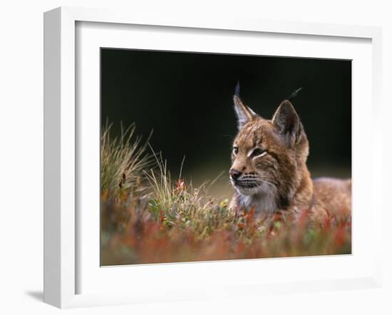 Young European Lynx Waking up Among Bilberry Plants, Sumava National Park, Bohemia, Czech Republic-Niall Benvie-Framed Photographic Print