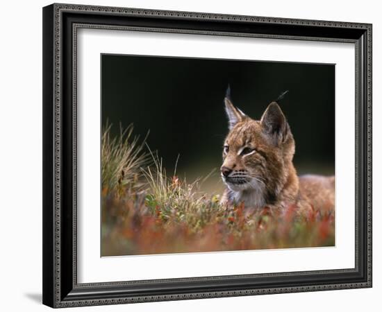 Young European Lynx Waking up Among Bilberry Plants, Sumava National Park, Bohemia, Czech Republic-Niall Benvie-Framed Photographic Print