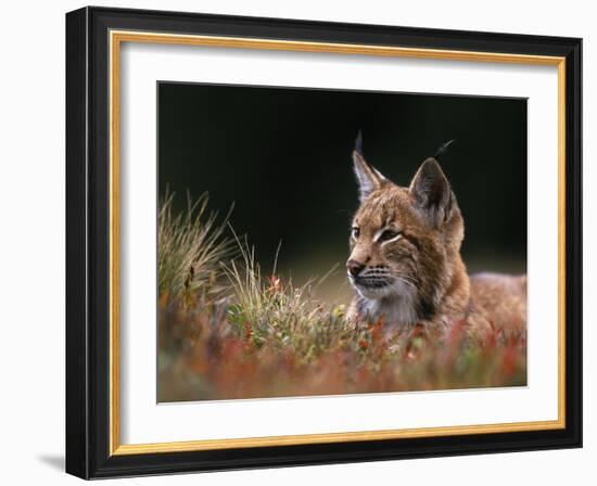 Young European Lynx Waking up Among Bilberry Plants, Sumava National Park, Bohemia, Czech Republic-Niall Benvie-Framed Photographic Print