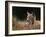 Young European Lynx Waking up Among Bilberry Plants, Sumava National Park, Bohemia, Czech Republic-Niall Benvie-Framed Photographic Print