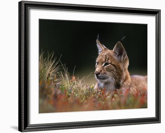 Young European Lynx Waking up Among Bilberry Plants, Sumava National Park, Bohemia, Czech Republic-Niall Benvie-Framed Photographic Print