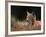 Young European Lynx Waking up Among Bilberry Plants, Sumava National Park, Bohemia, Czech Republic-Niall Benvie-Framed Photographic Print