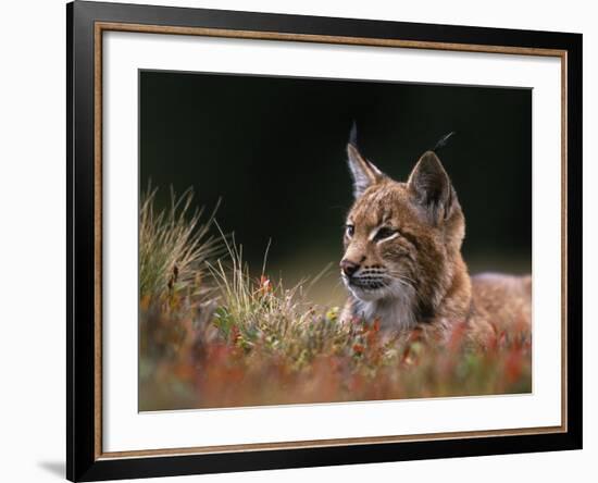 Young European Lynx Waking up Among Bilberry Plants, Sumava National Park, Bohemia, Czech Republic-Niall Benvie-Framed Photographic Print