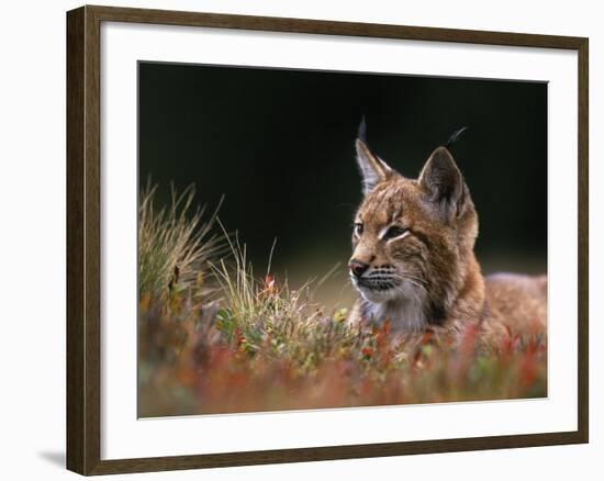 Young European Lynx Waking up Among Bilberry Plants, Sumava National Park, Bohemia, Czech Republic-Niall Benvie-Framed Photographic Print