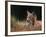 Young European Lynx Waking up Among Bilberry Plants, Sumava National Park, Bohemia, Czech Republic-Niall Benvie-Framed Photographic Print