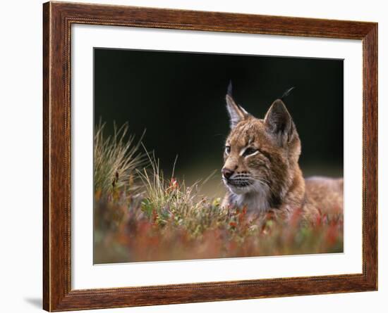 Young European Lynx Waking up Among Bilberry Plants, Sumava National Park, Bohemia, Czech Republic-Niall Benvie-Framed Photographic Print