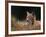 Young European Lynx Waking up Among Bilberry Plants, Sumava National Park, Bohemia, Czech Republic-Niall Benvie-Framed Photographic Print