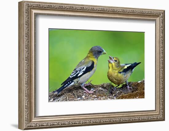 Young Evening Grosbeak Being Fed-Richard Wright-Framed Photographic Print