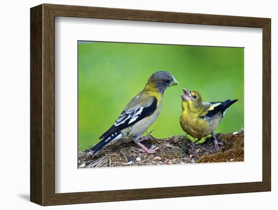 Young Evening Grosbeak Being Fed-Richard Wright-Framed Photographic Print