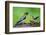 Young Evening Grosbeak Being Fed-Richard Wright-Framed Photographic Print