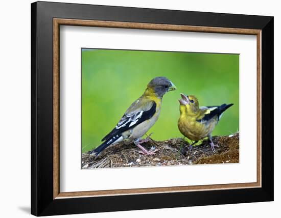 Young Evening Grosbeak Being Fed-Richard Wright-Framed Photographic Print