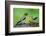 Young Evening Grosbeak Being Fed-Richard Wright-Framed Photographic Print