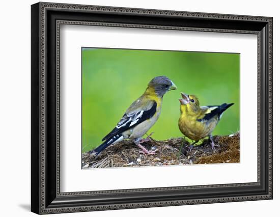 Young Evening Grosbeak Being Fed-Richard Wright-Framed Photographic Print