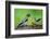 Young Evening Grosbeak Being Fed-Richard Wright-Framed Photographic Print