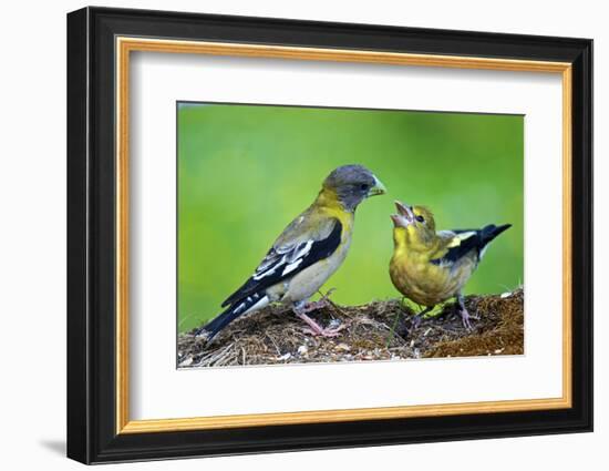 Young Evening Grosbeak Being Fed-Richard Wright-Framed Photographic Print