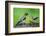 Young Evening Grosbeak Being Fed-Richard Wright-Framed Photographic Print