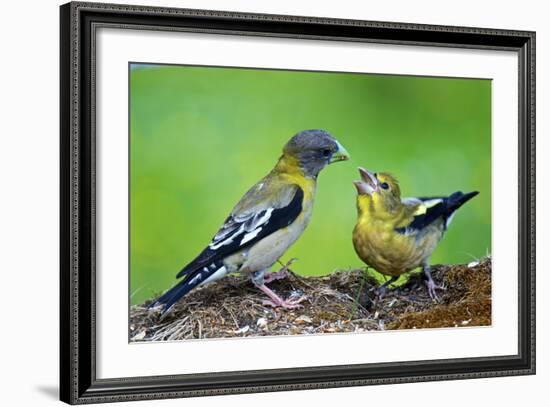 Young Evening Grosbeak Being Fed-Richard Wright-Framed Photographic Print