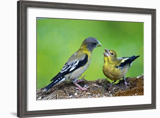 Young Evening Grosbeak Being Fed-Richard Wright-Framed Photographic Print