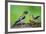 Young Evening Grosbeak Being Fed-Richard Wright-Framed Photographic Print