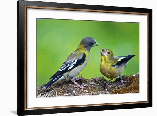 Young Evening Grosbeak Being Fed-Richard Wright-Framed Photographic Print