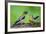 Young Evening Grosbeak Being Fed-Richard Wright-Framed Photographic Print