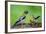 Young Evening Grosbeak Being Fed-Richard Wright-Framed Photographic Print