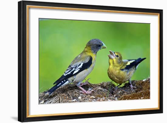 Young Evening Grosbeak Being Fed-Richard Wright-Framed Photographic Print