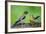 Young Evening Grosbeak Being Fed-Richard Wright-Framed Photographic Print