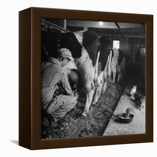 Young Farmer Milking a Row of Cows in a Barn, Kittens and Pan of Milk Nearby-Gordon Parks-Framed Premier Image Canvas