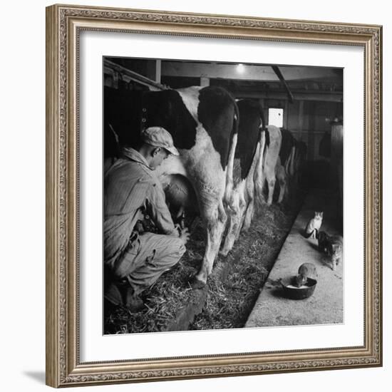 Young Farmer Milking a Row of Cows in a Barn, Kittens and Pan of Milk Nearby-Gordon Parks-Framed Photographic Print