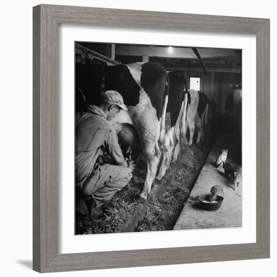 Young Farmer Milking a Row of Cows in a Barn, Kittens and Pan of Milk Nearby-Gordon Parks-Framed Photographic Print