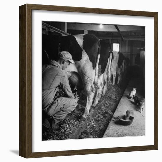 Young Farmer Milking a Row of Cows in a Barn, Kittens and Pan of Milk Nearby-Gordon Parks-Framed Photographic Print