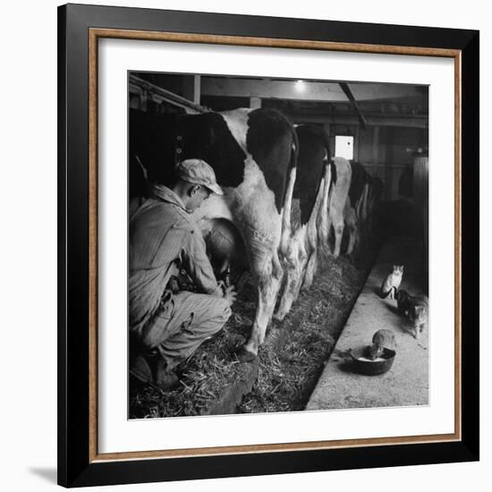 Young Farmer Milking a Row of Cows in a Barn, Kittens and Pan of Milk Nearby-Gordon Parks-Framed Photographic Print