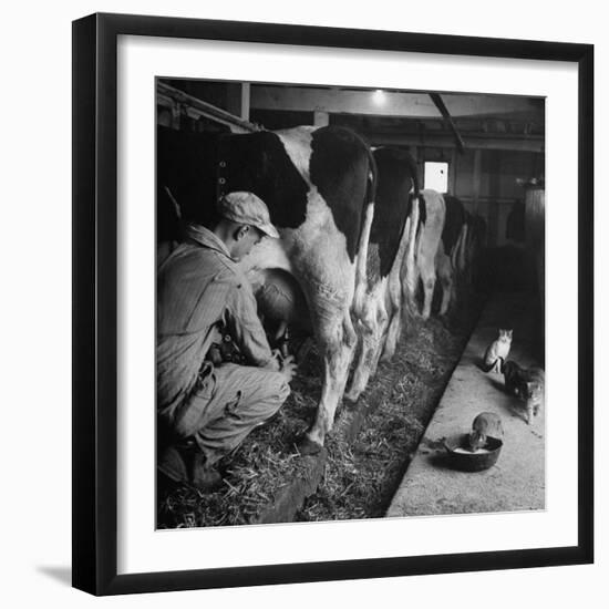 Young Farmer Milking a Row of Cows in a Barn, Kittens and Pan of Milk Nearby-Gordon Parks-Framed Photographic Print